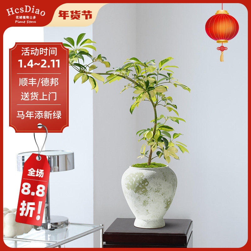 花叶鸭脚木小盆栽室内客厅办公室桌面摆件鸭掌木绿植耐养活植物