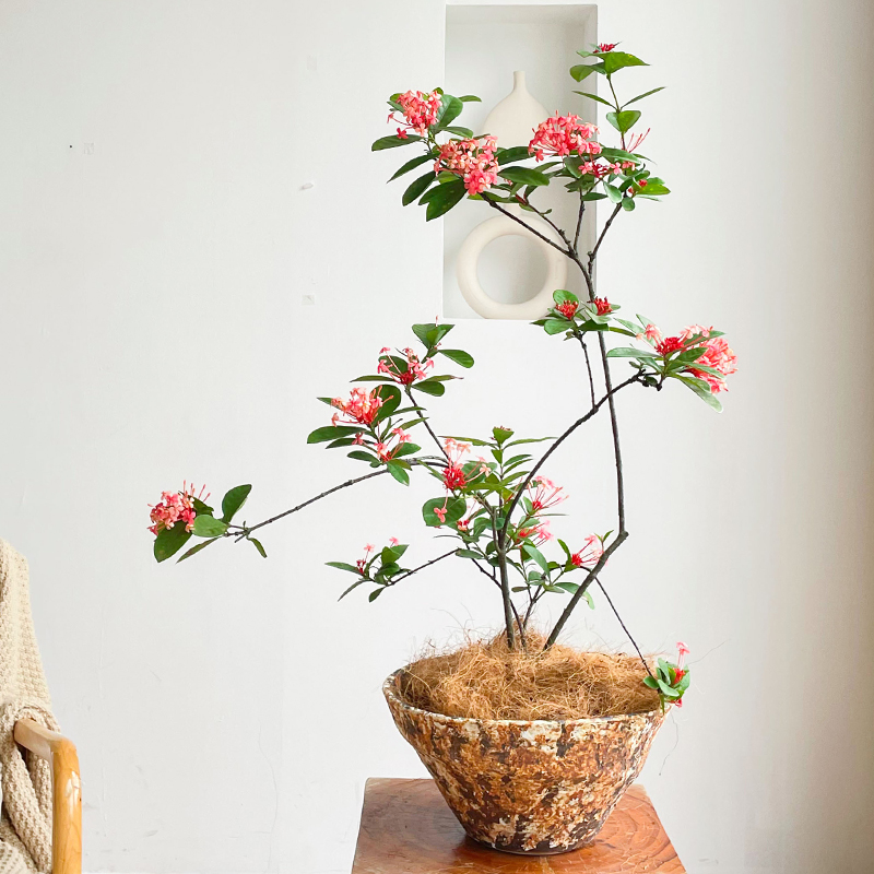 吉祥健康海岛龙船花卉绿植客厅盆景中式禅意茶室玄关造型盆栽植物