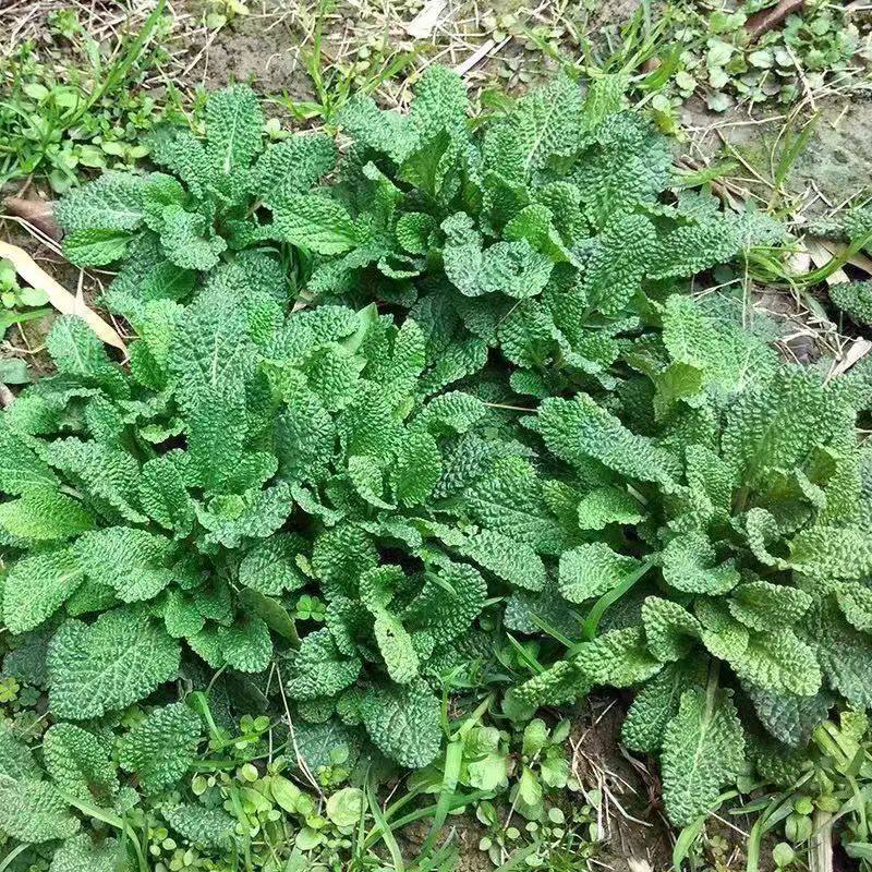 新鲜蛤蟆草蟾蜍草自然生长整颗现挖去杂荔枝草雪见草皱皮草可泡茶,水产肉类/新鲜蔬果/熟食,叶菜类,淘宝优惠券,粉丝福利购,淘宝优惠卷