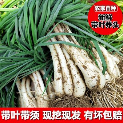 带泥新鲜带须荞头现挖藠头农家自种蔬菜教头种子江西泡菜荞头包邮