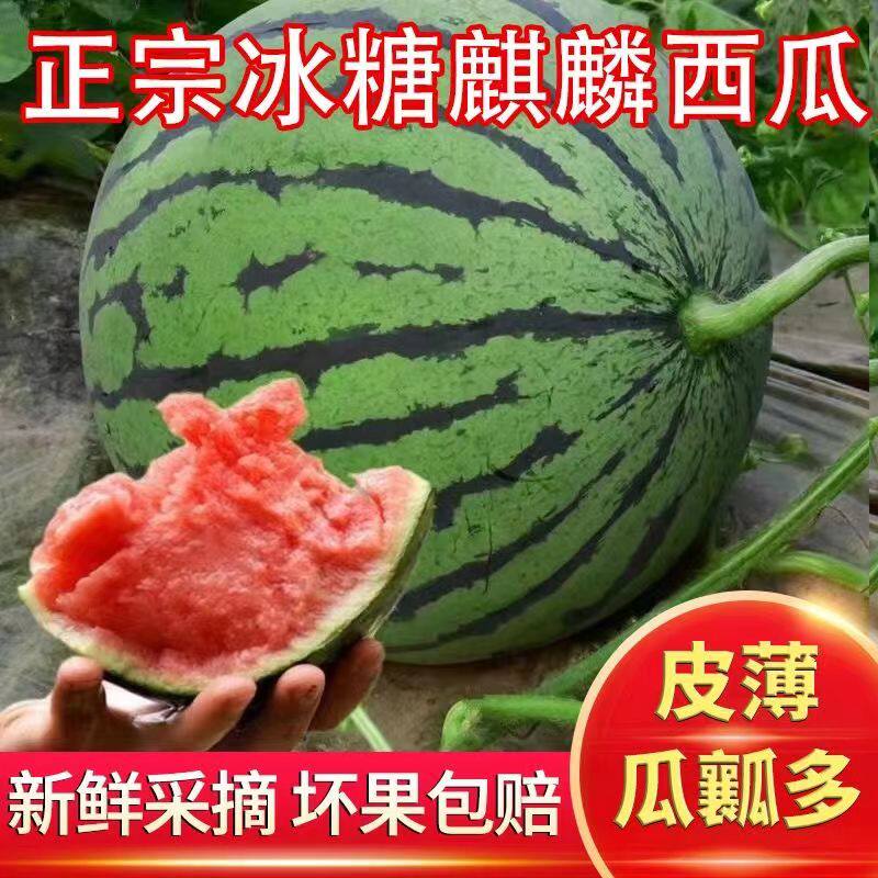 夏邑产地正宗8424无籽冰糖麒麟瓜精品美都农家自种当季西瓜