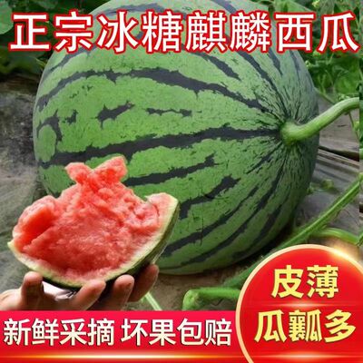 头茬无籽西瓜现摘现发