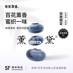 桃萤津选 礼盒装 薰黛L25蓝莓 丹东科技温室产 百花馥香型 限