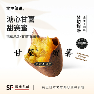 稀！桃萤津选 甘望®金蜜薯 溏心甘薯 日引玛莎莉杂交种 礼盒 SF