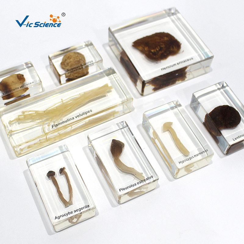 各种各样的蘑菇  中小学生物包埋标本  植物标本 科普类