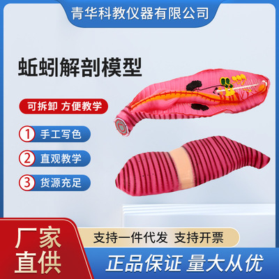 蚯蚓解剖模型蚯蚓教学演示仪器教具环节动物微生物放大模型