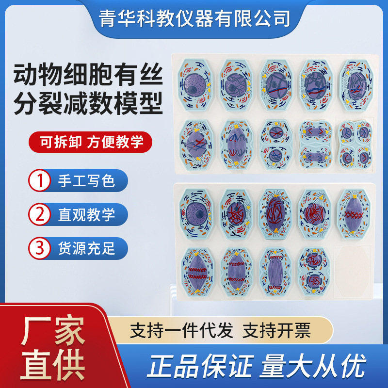 动植物细胞有丝分裂及减数分裂模型 中学生物教具 教学仪器