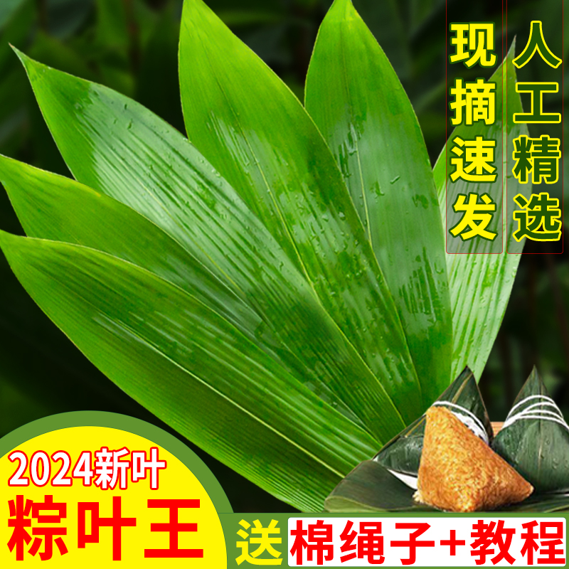 粽叶新鲜粽子叶大号野生竹叶真空包粽子专用的叶子商用干棕叶箬叶