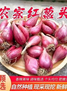 红葱头火葱黄葱头香葱四川