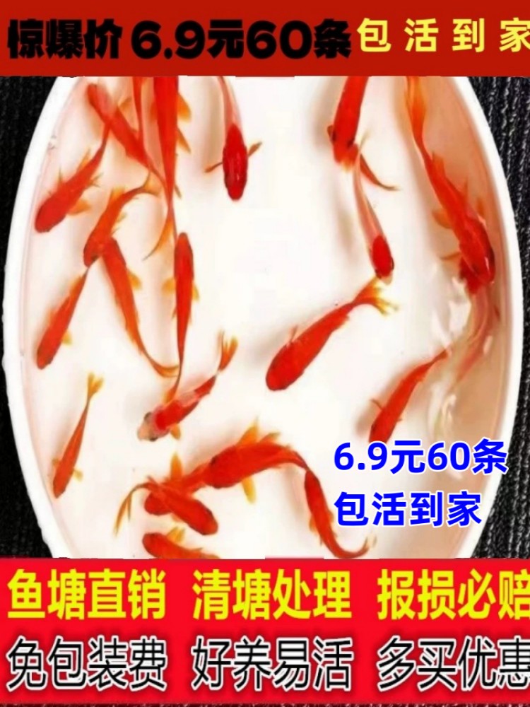 冷水小金鱼观赏鱼精品纯种锦鲤鱼小观赏鱼耐活冷淡水鱼苗红草金鱼