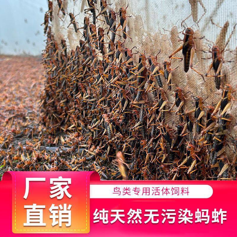 全公蚂蚱活虫东亚飞蝗蝗虫蚱蜢干蚂蚱活蚂蚱鸟食蚂蚱红娘胡蜂饲料