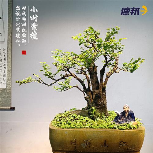 造型盆景小叶紫檀树桩花卉黑骨茶盆栽室内摆件镇宅四季常青绿植物