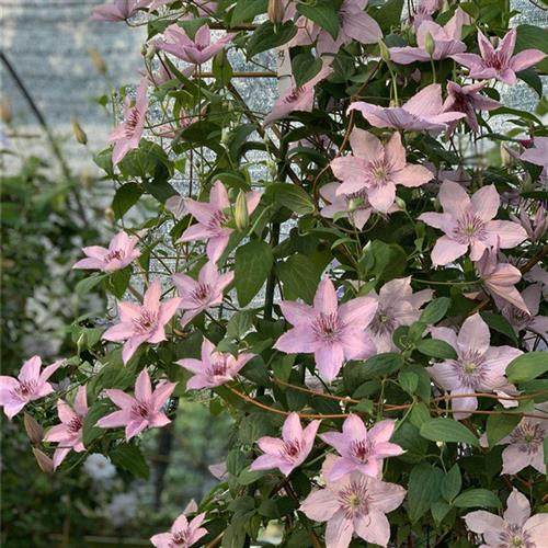 灌园铁线莲  晚花大花组 里昂 幸运符  如梦  4颗包邮  2颗起发