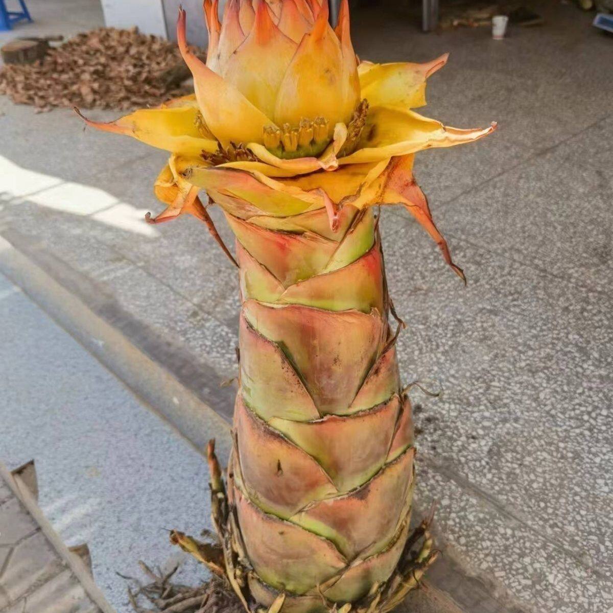 云南地涌金莲地涌红莲千瓣莲花花期超长橙色包活室内外大型绿植