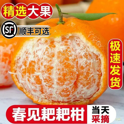 正宗四川春见耙耙柑羽鸣农场