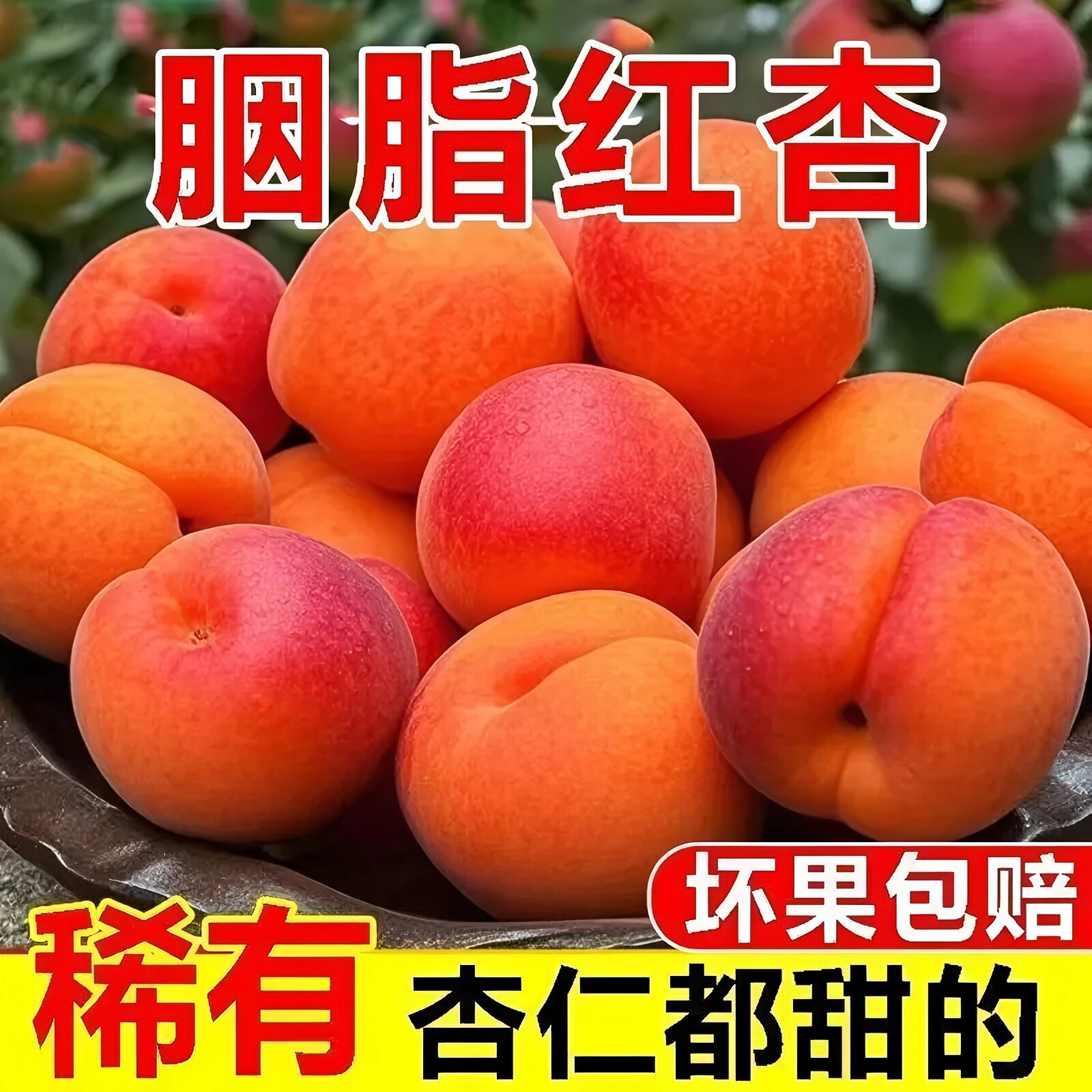 【稀有品种】贵妃胭脂红杏子甜杏仁丰源红杏当季新鲜孕妇水果批发