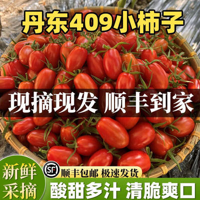 丹东409小柿子碱地花生小番茄新鲜即食水果千禧圣女果顺丰包邮