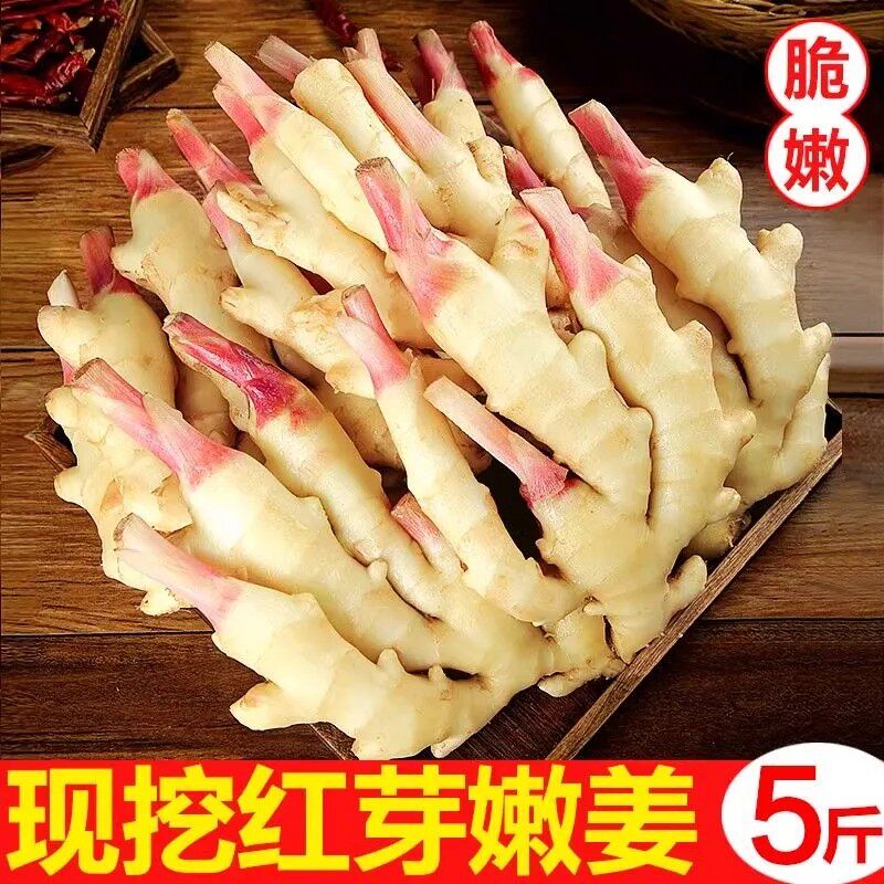 现挖仔姜带泥红芽嫩姜仔姜当季时令蔬菜头茬姜糖醋鲜姜批发包邮