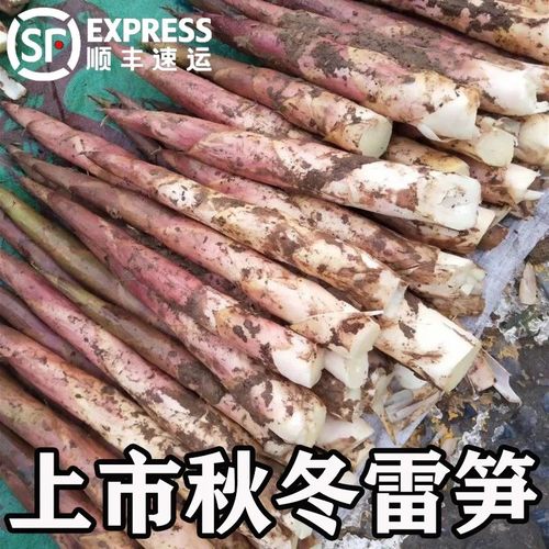 【顺丰包邮】新鲜现挖雷竹笋时令蔬菜农家菜笋尖客家竹笋新鲜焖笋