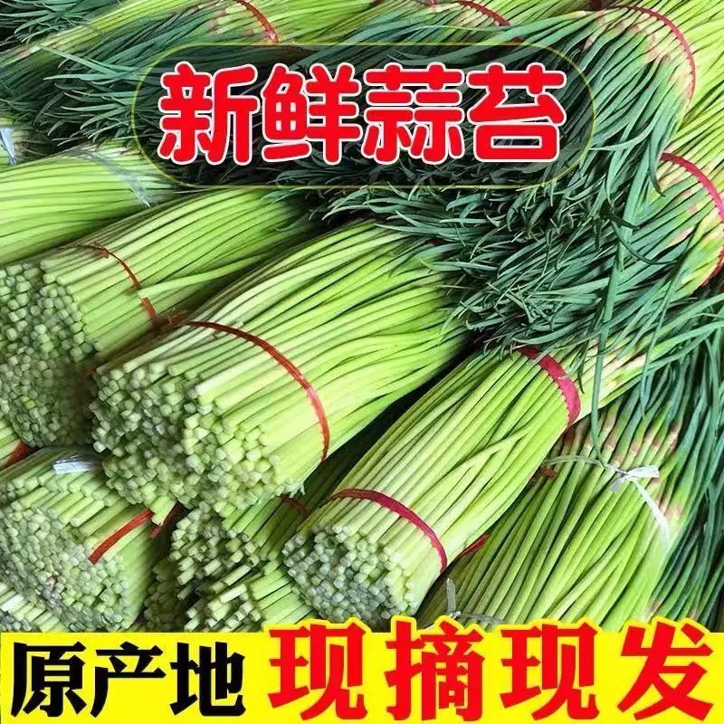 【新货推荐】24年蒜苔新鲜现摘新蒜薹5斤蒜毫应季蔬菜批发蒜苗 水产肉类/新鲜蔬果/熟食 新鲜蒜苔 原图主图