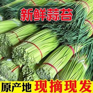 蔬菜批发蒜苗 24年蒜苔新鲜现摘新蒜薹5斤蒜毫应季 新货推荐