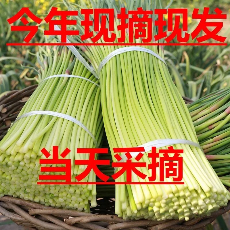 【新鲜脆嫩】2024新鲜蒜苔5斤批发价当季蒜薹现摘蒜苔嫩蒜薹现货