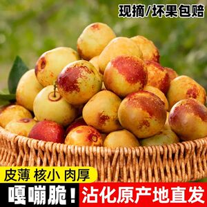 山东沾化冬枣正宗冰糖脆枣甜青枣现摘应季新鲜水果5/9斤整箱包邮