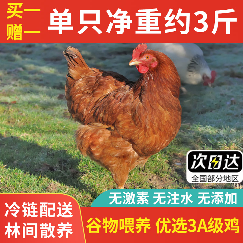 三黄鸡农养散养土鸡新鲜鸡肉冷冻老母鸡清远鸡脆皮鸡鲜鸡肉乌鸡