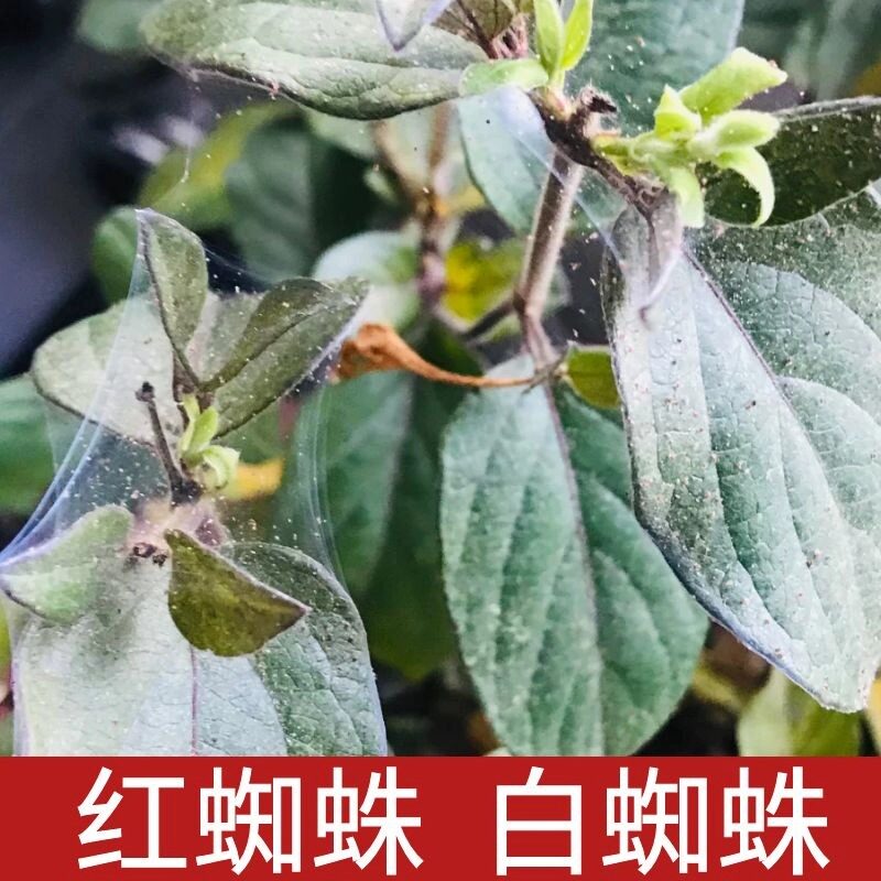 白红蜘蛛专用药月季玫瑰绣球茉莉杀虫剂