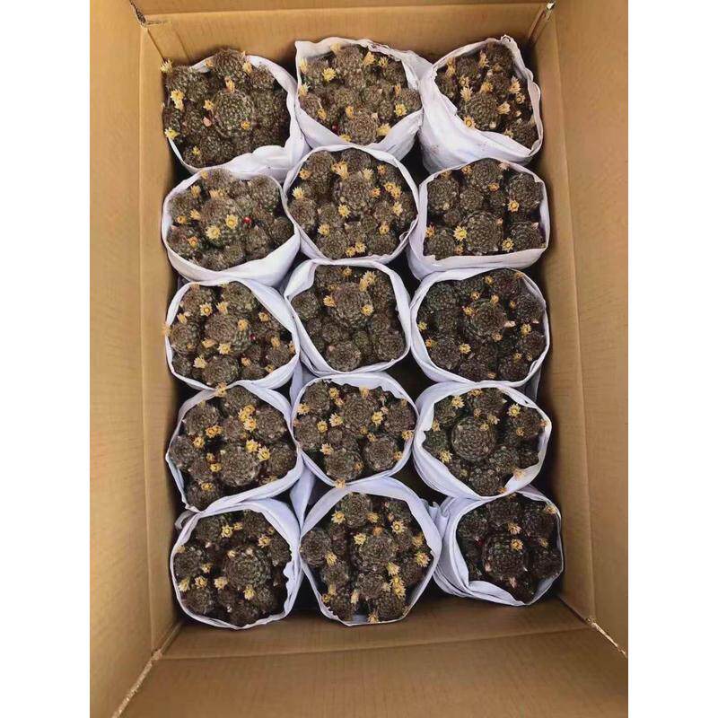 【基地多肉植物】仙人球直供居家盆栽花卉绿植群生松霞