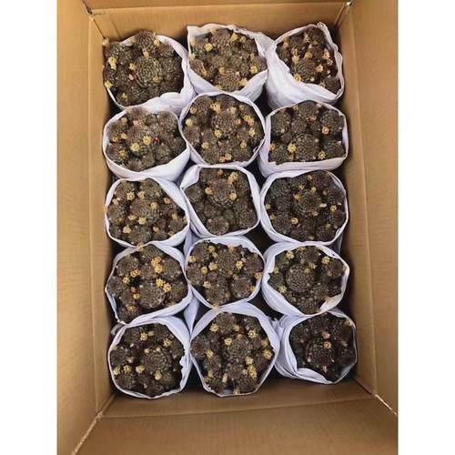 【基地直供】仙人球多肉植物居家盆栽霞绿植群生松花卉