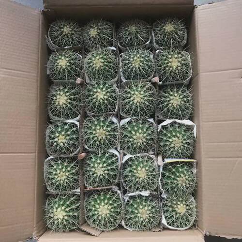 24装金虎昆明虎美虎仙人球仙人掌多肉植物景观造景盆栽景观沙生植