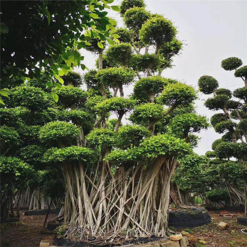 鸿景园林造型榕树盆景小叶榕桩头榕树桩景基地景观植物首选