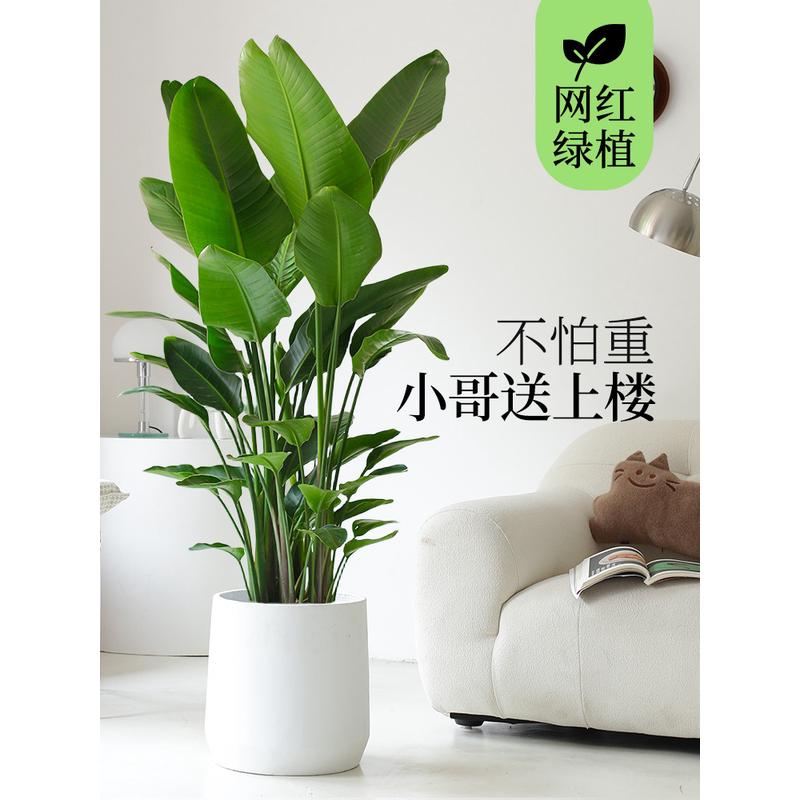 天堂鸟客厅植物室内大盆栽大型真绿植办公乔迁公司落地花卉鹤望兰