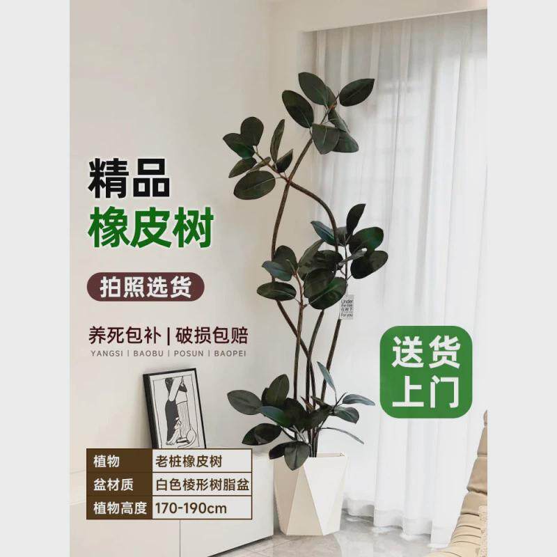 黑金刚橡皮树客厅大盆栽绿植落地式室内大型植物办公大号真花禄植