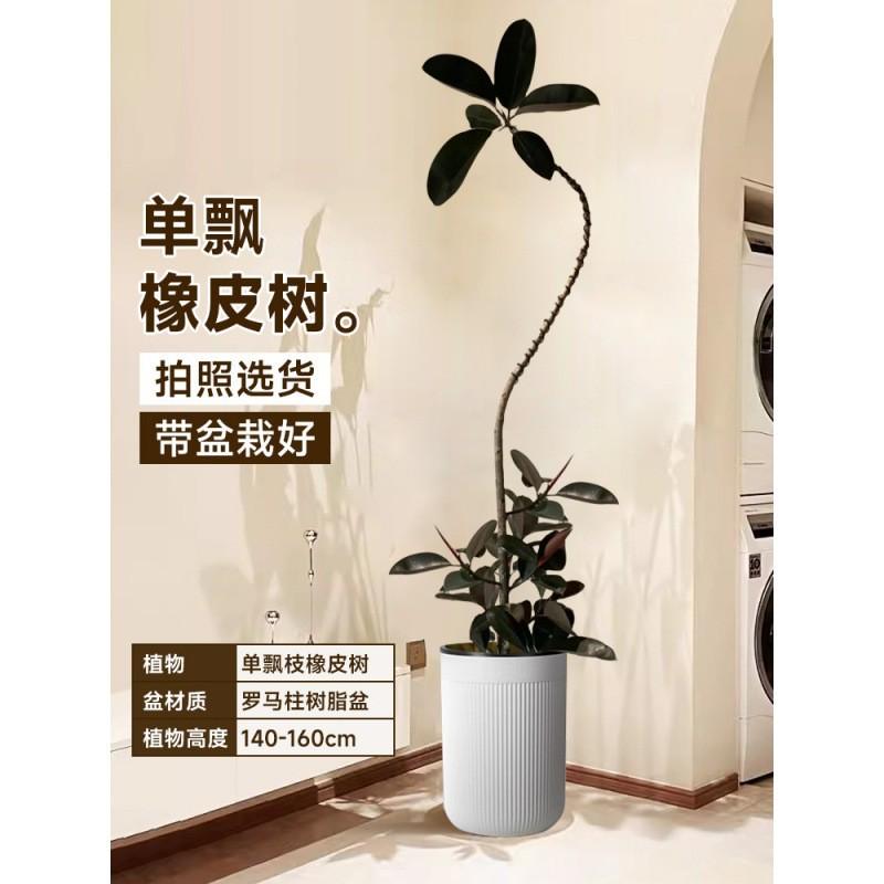 黑金刚橡皮树客厅大盆栽绿植大号室内大型植物落地式办公真花禄植