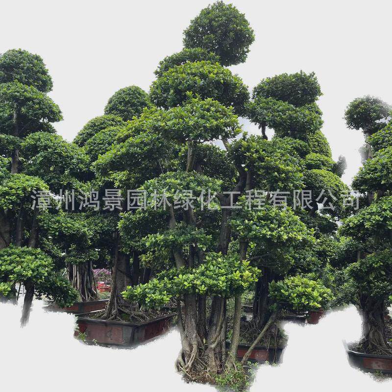 鸿景园林造型榕树盆景小叶榕桩头榕树桩景基地景观植物首选