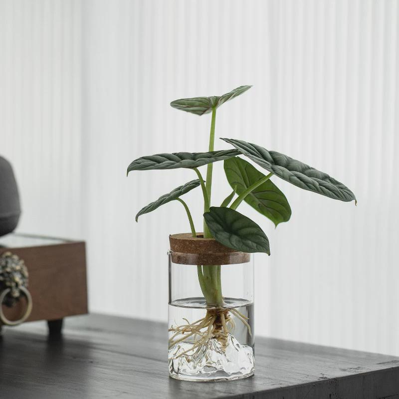 水培植物春羽铁树红客厅茶几净化趣味花卉四季常青办公桌直销直销