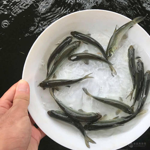 螺蛳乌青鱼苗特大号螺丝青鱼水池水库鱼塘水产养殖垂钓园包活到手