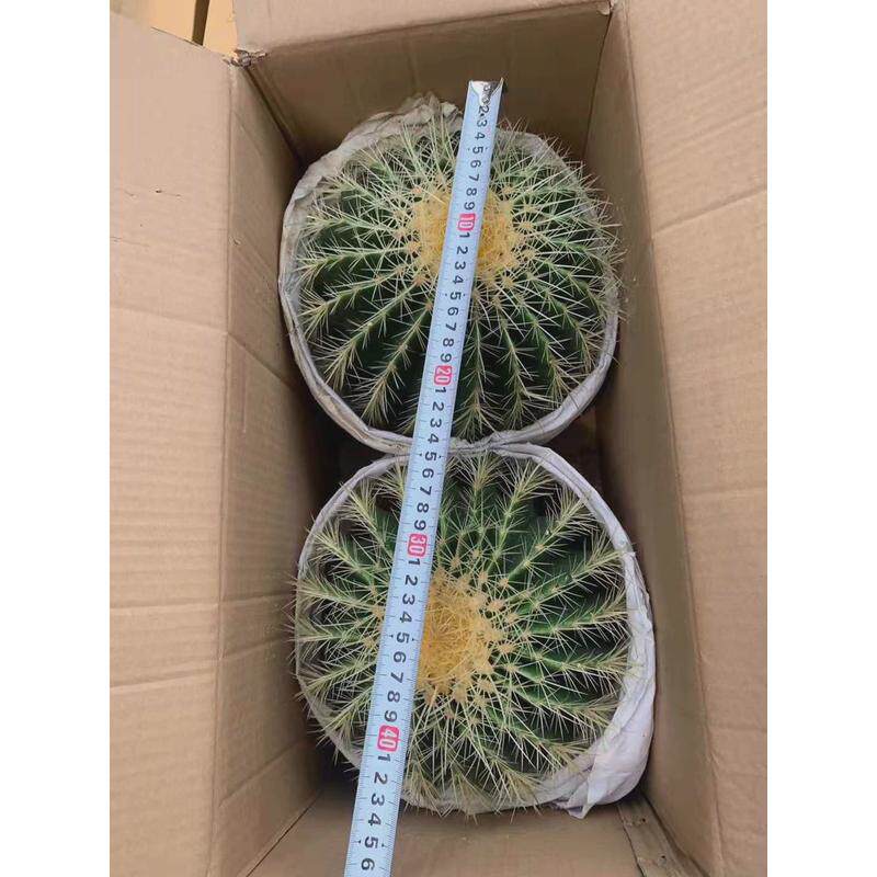 直供基地盆栽花卉居家绿植花卉盆栽仙人球多肉植物金琥2装