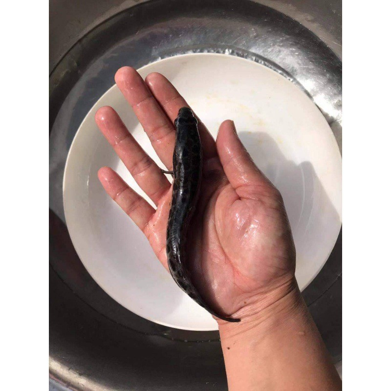 杂交黑鱼苗优质生鱼乌鱼苗淡水好养殖财鱼苗乌鳢鱼苗包活黑鱼鱼苗