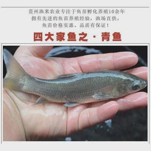 螺蛳青鱼苗特大型20公分半斤食用乌黑皖淡水养殖灰草鱼螺丝青鱼苗