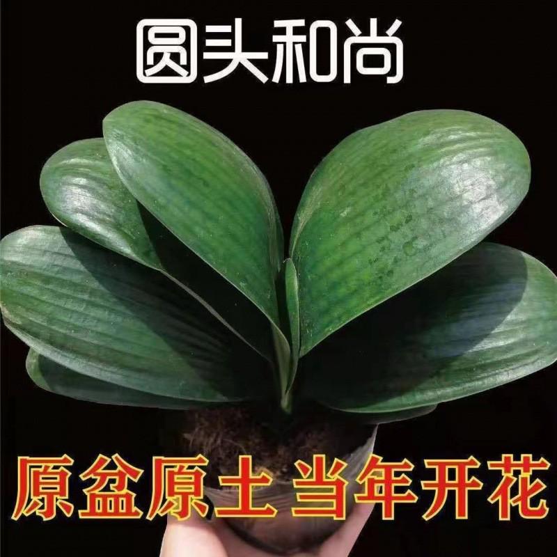 室内宽叶苗圆头开花花卉君子兰盆栽四季常青绿植君子兰高档和尚头