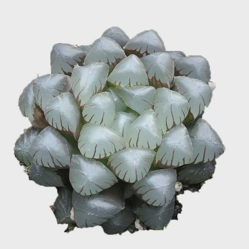 玉露多肉植物水晶冰灯姬玉露玉扇大颗大十二卷组合套餐盆栽含盆