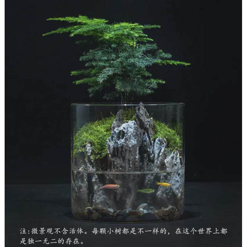 小叶赤楠生态室内盆景微景观桌面植物盆栽水陆景装饰摆件可养鱼