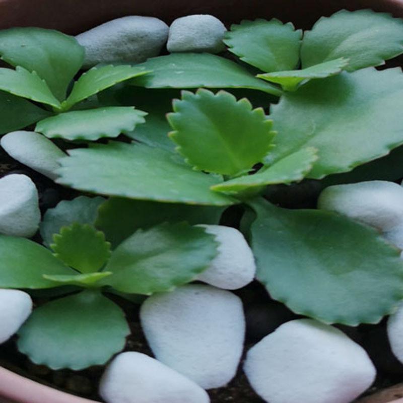 兰花种植用珍珠岩大颗粒8-12毫米铺底园艺铺面珍珠岩8-15mm
