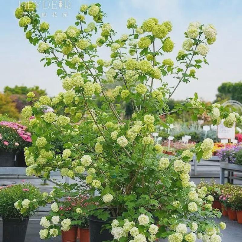 欧洲木绣球玫瑰花苗耐寒栽乔木植物庭院露台盆栽地耐高温花镜搭配