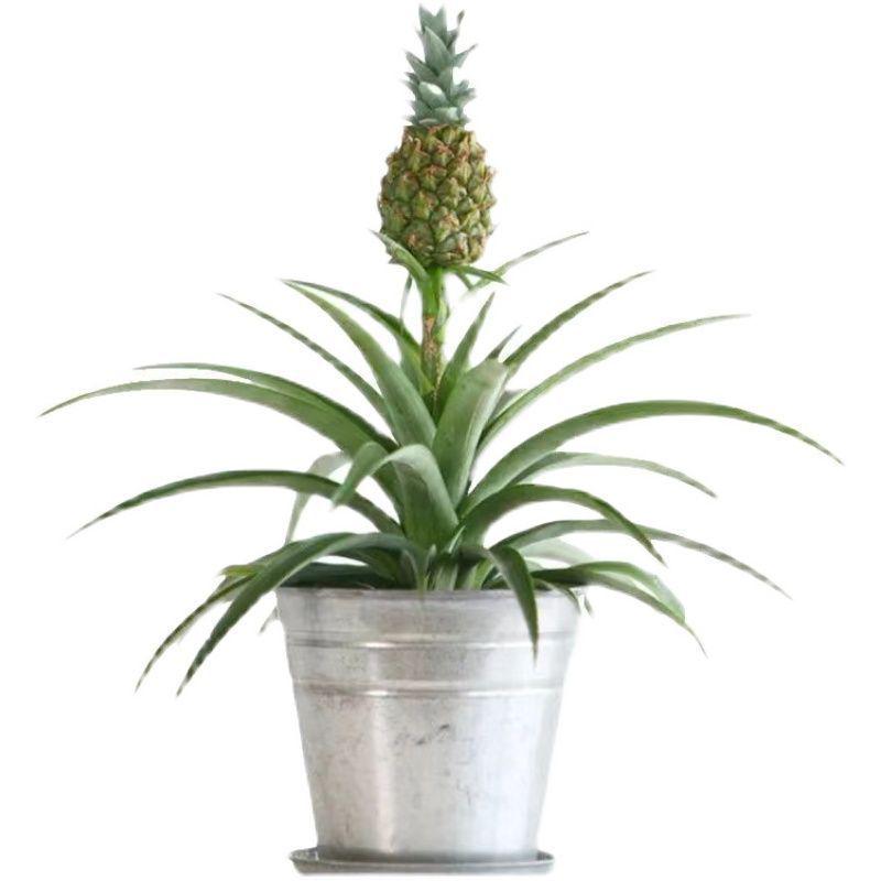 【好吃又好养】动感光波菠萝食用水培植物小黑凤梨鲜切花卉室内插