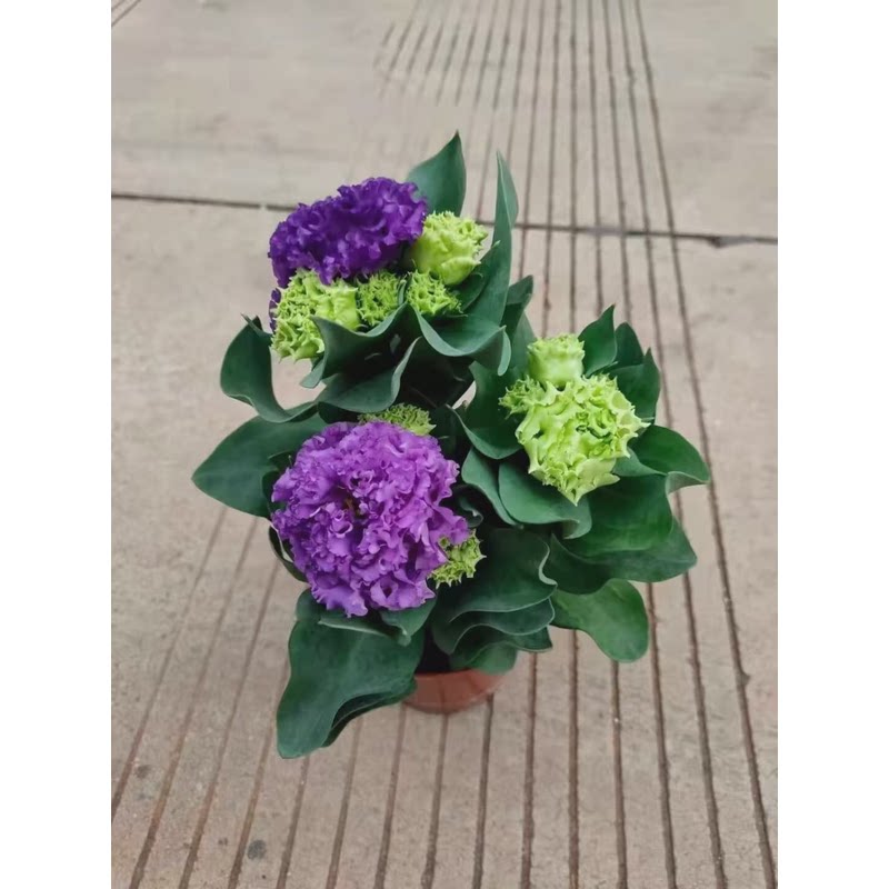 四季重瓣洋桔梗盆栽带花鲜切花品种龙胆花洋桔梗花苗阳台庭院花卉