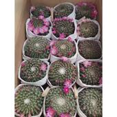 植物盆栽直供 家居植物花卉盆栽仙人球多肉基地紫光殿